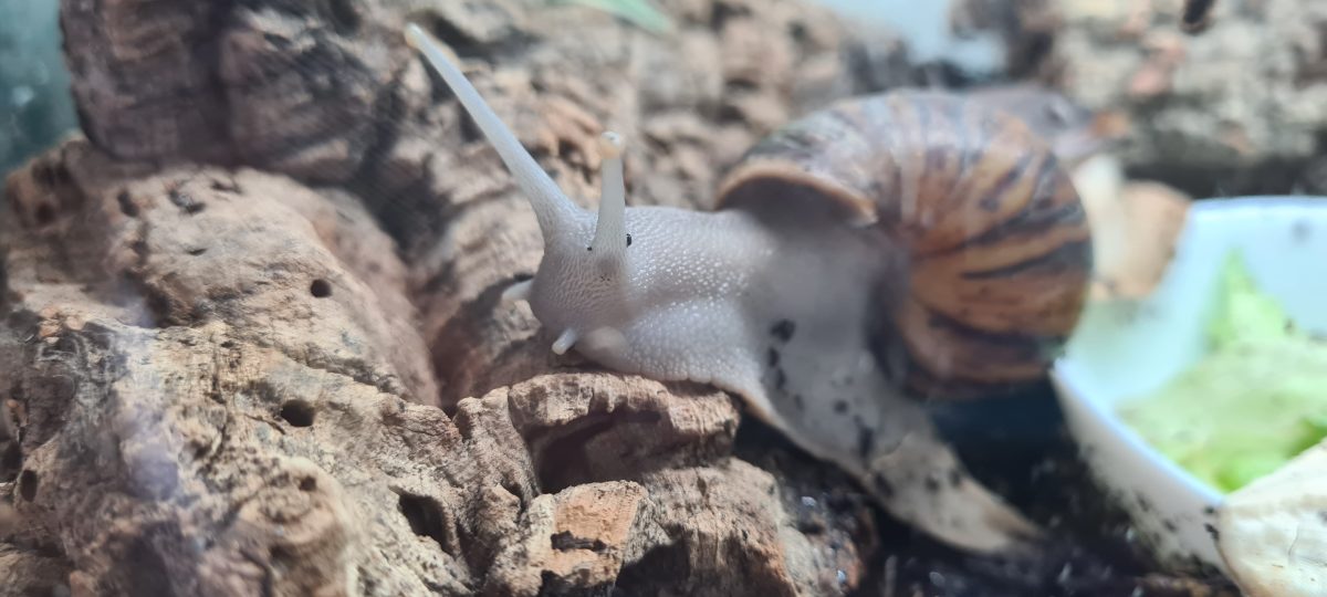 Archachatina Marginata ovum 