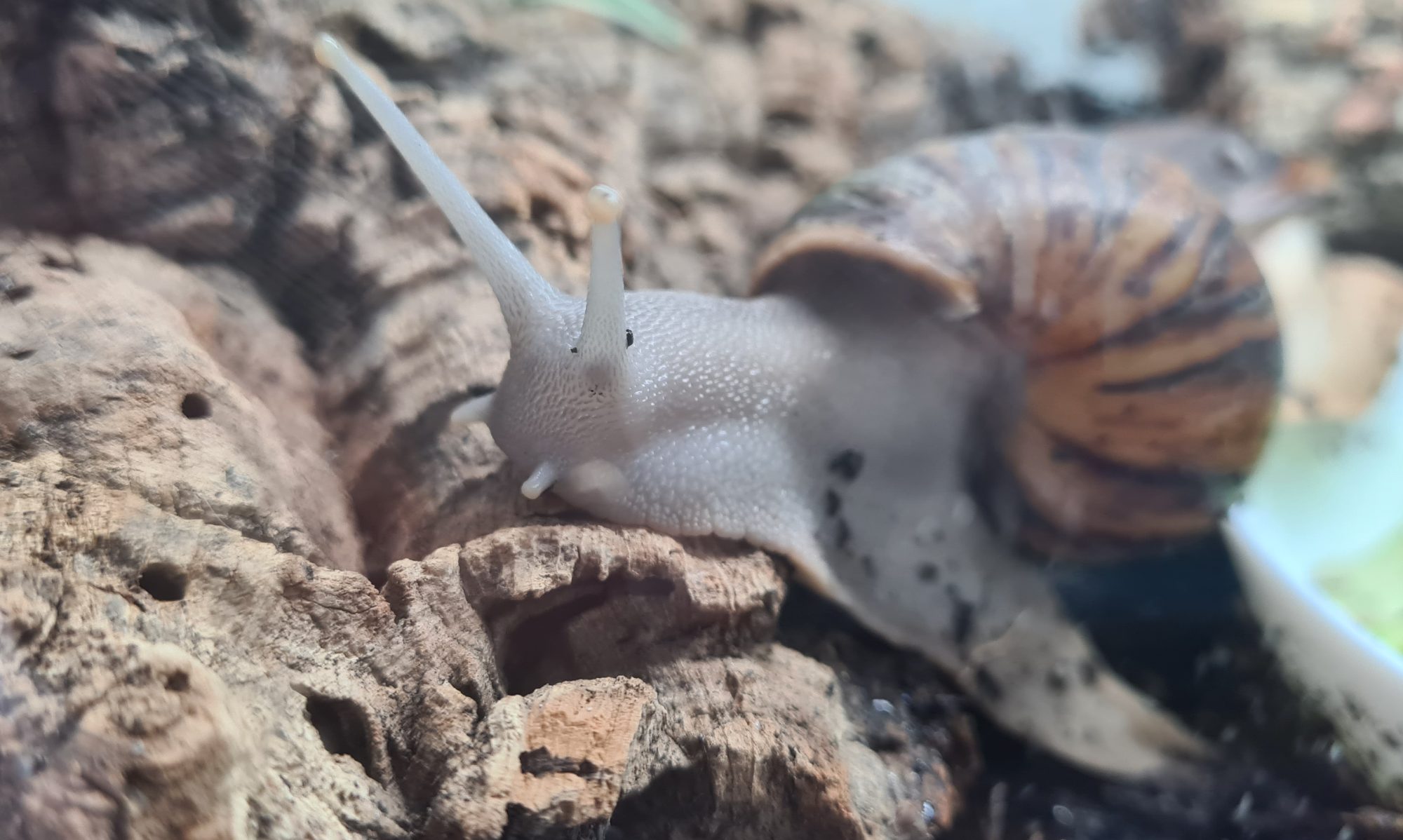 Archachatina marginata ovum Silverbody