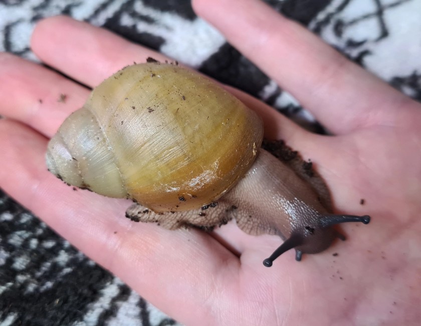 Archachatina Marginata ovum albina