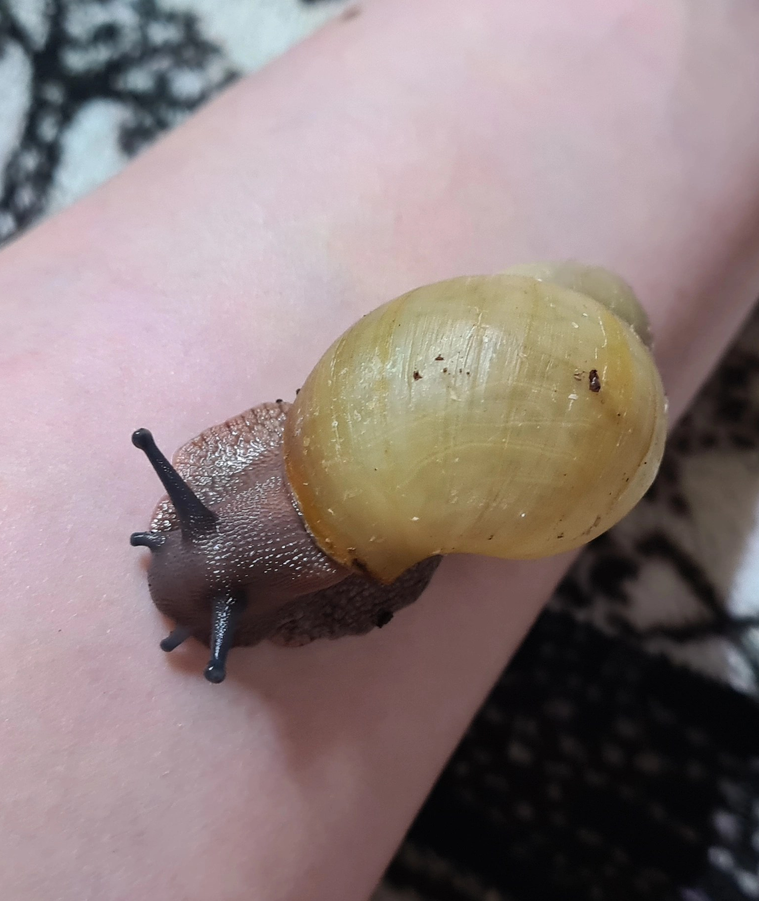 Archachatina Marginata ovum albina