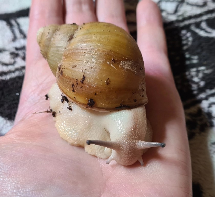 Archachatina Marginata ovum albina amelanist