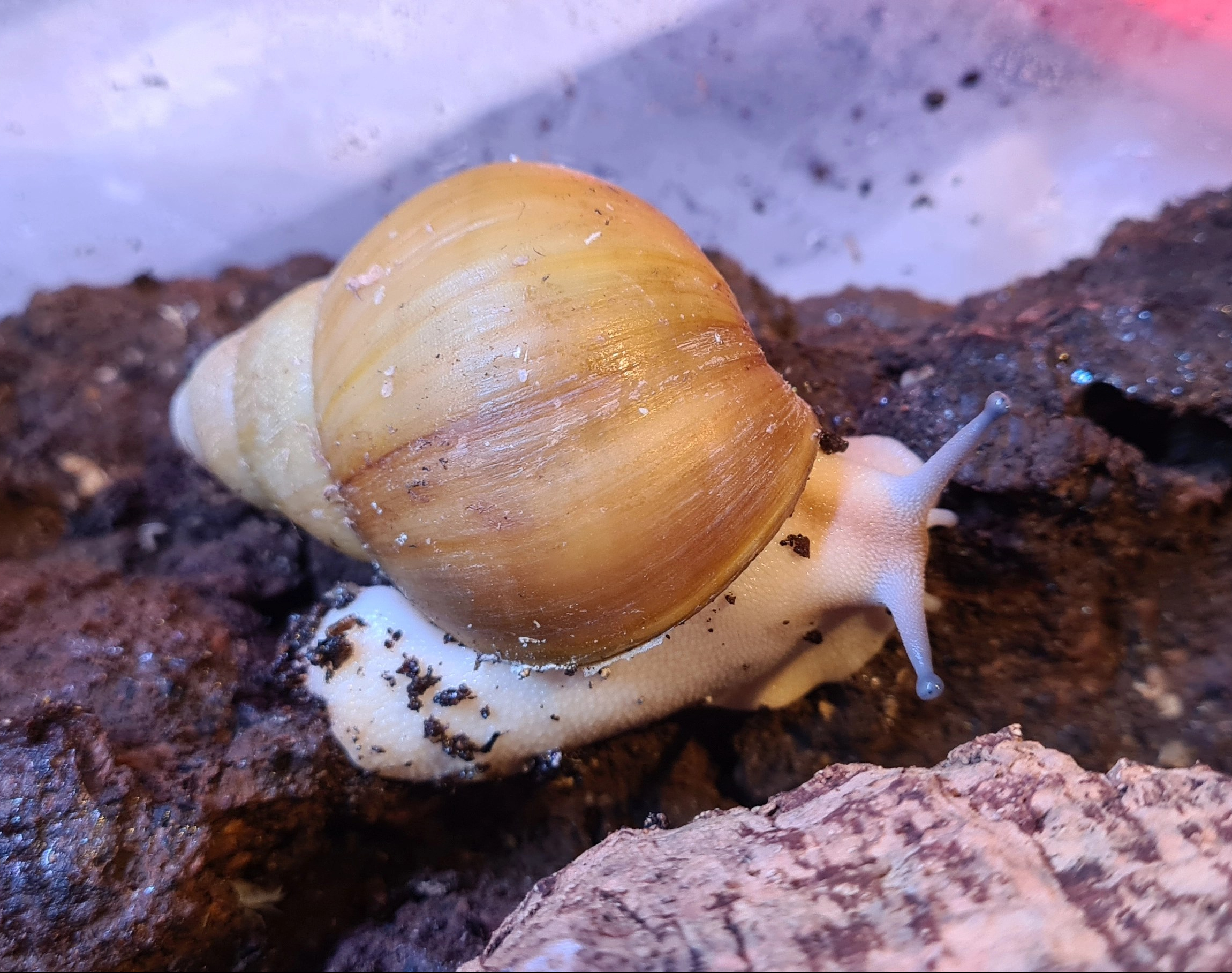 Archachatina marginata ovum Albina amelanistisch