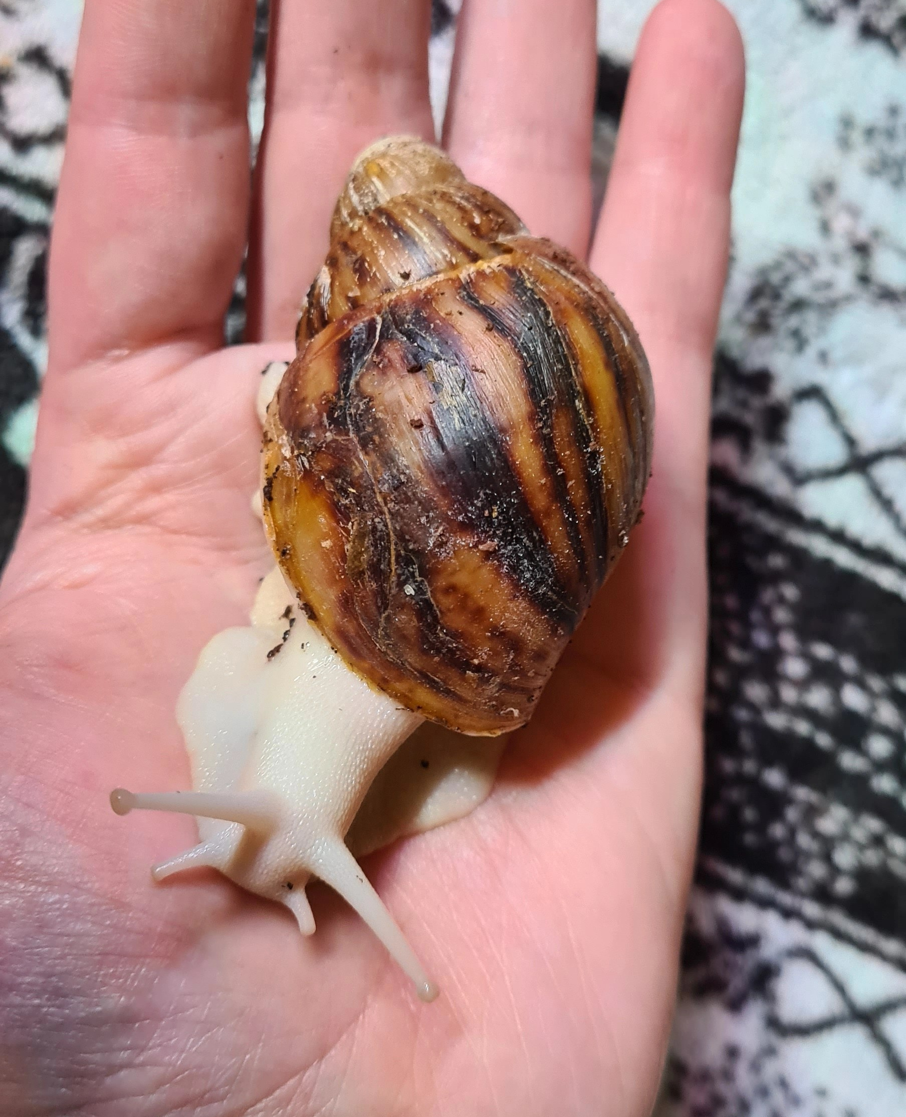 Archachatina Marginata ovum Körperalbino