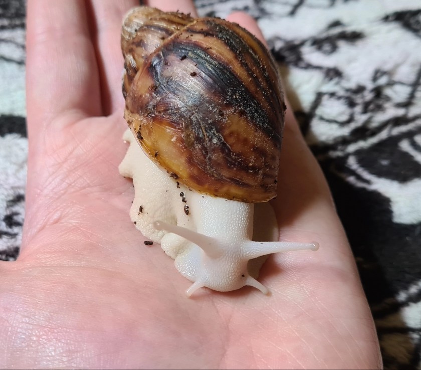 Archachatina Marginata ovum Körperalbino