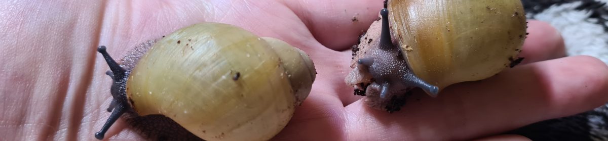 Archachatina Marginata ovum 